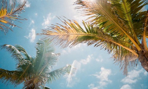 palm trees