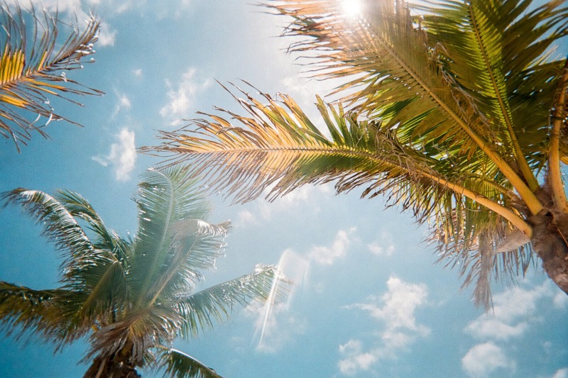a group of palm trees
